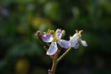 IMG_8908