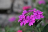 IMG_3786