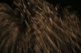 IMG_0096