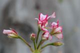 IMG_2676