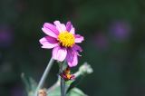 IMG_2971
