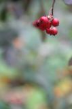 IMG_1104